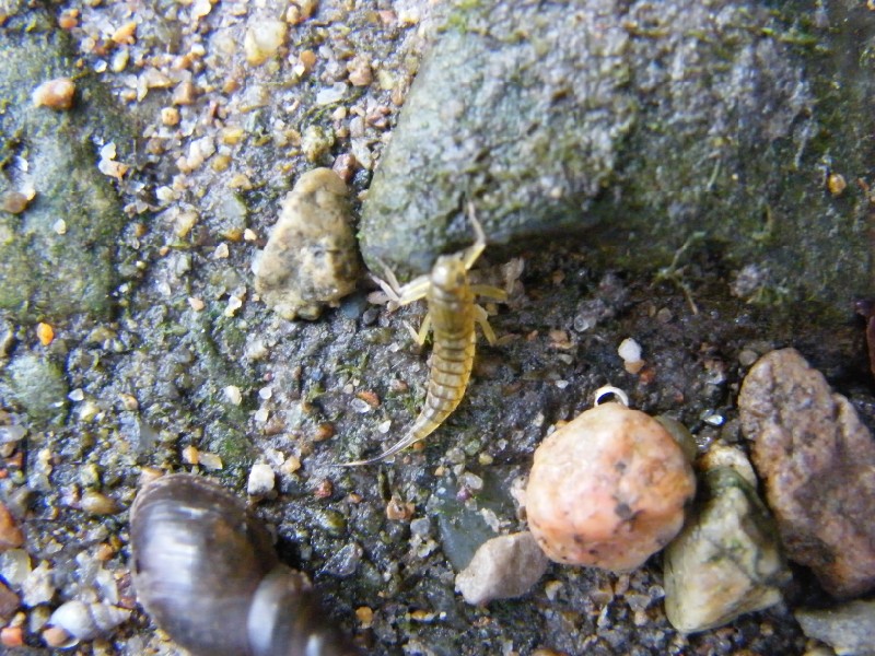 larve di insetti acquatici e crostacei